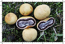 Elaphomyces decipiens